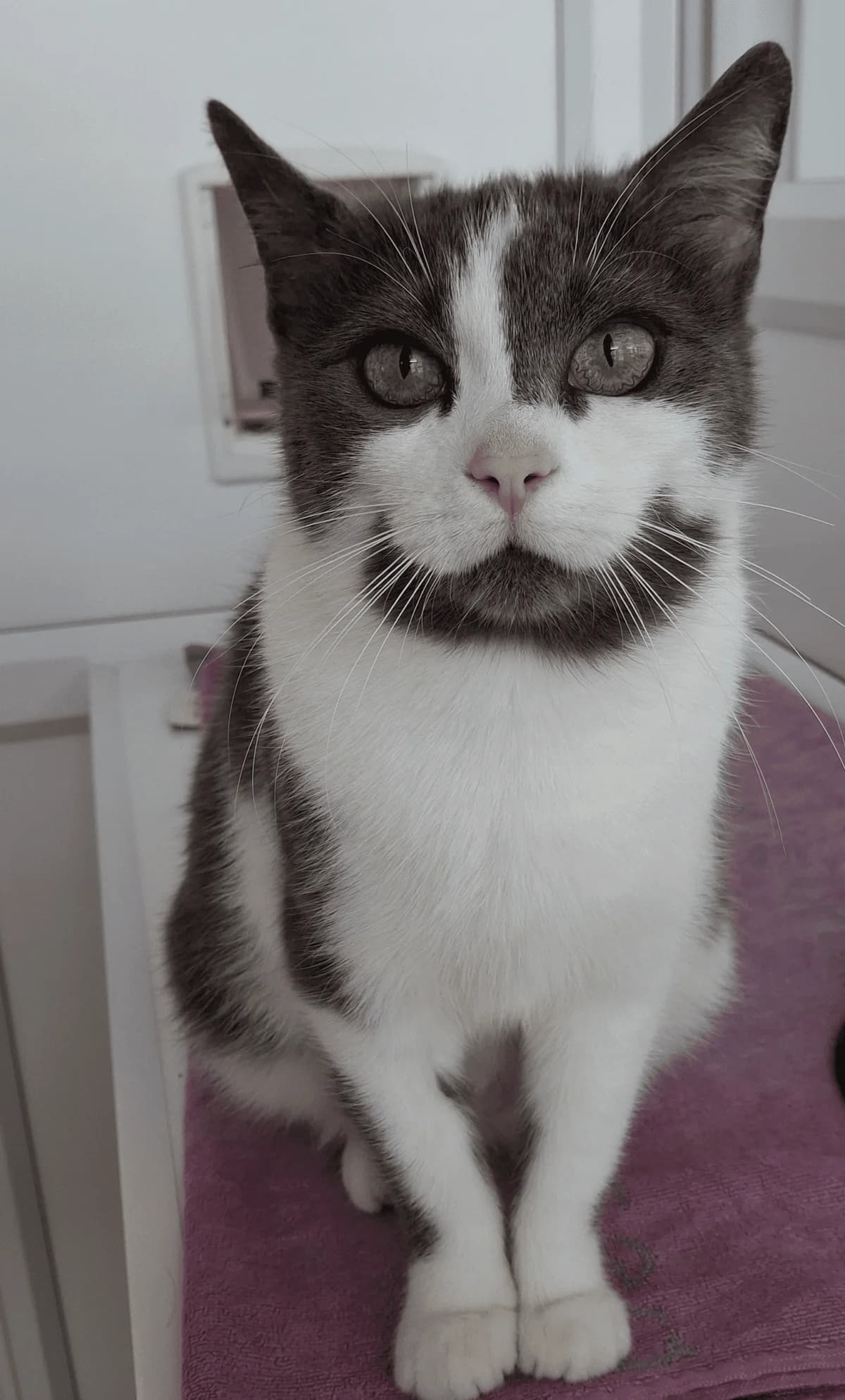 Esker, female Mixed Breed for adoption at Freshfields Animal Rescue, Liverpool photo 5