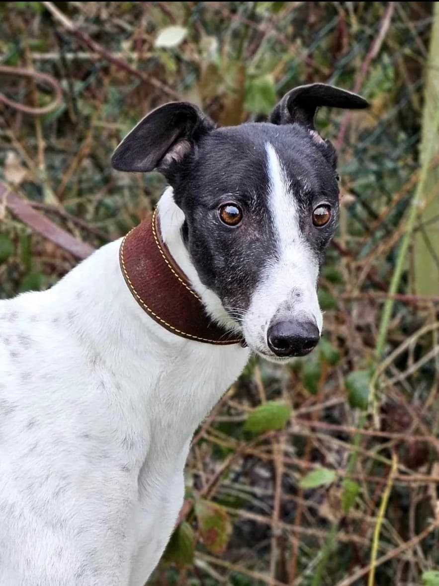 Felicity, female 3yo mixed breed for adoption at All Dogs Matter, London