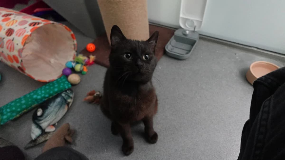 Felix, male young Mixed Breed for adoption at Battersea Dogs & Cats Home, London