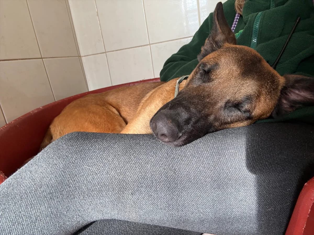 Ferry, black and tan female Belgian Malinois for adoption at Edinburgh Dog and Cat Home, Edinburgh