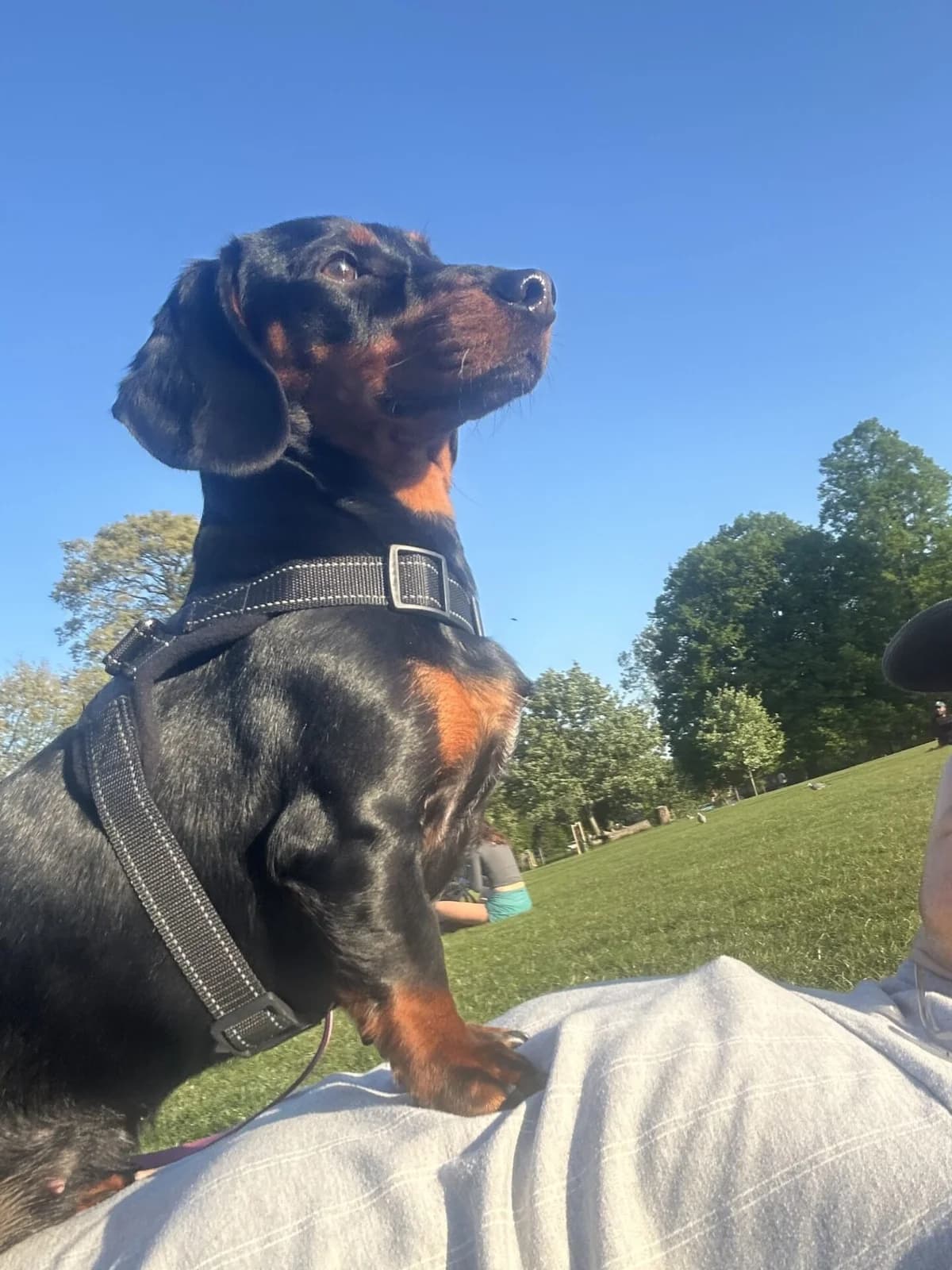 Fifi,  (All Dogs Matter)