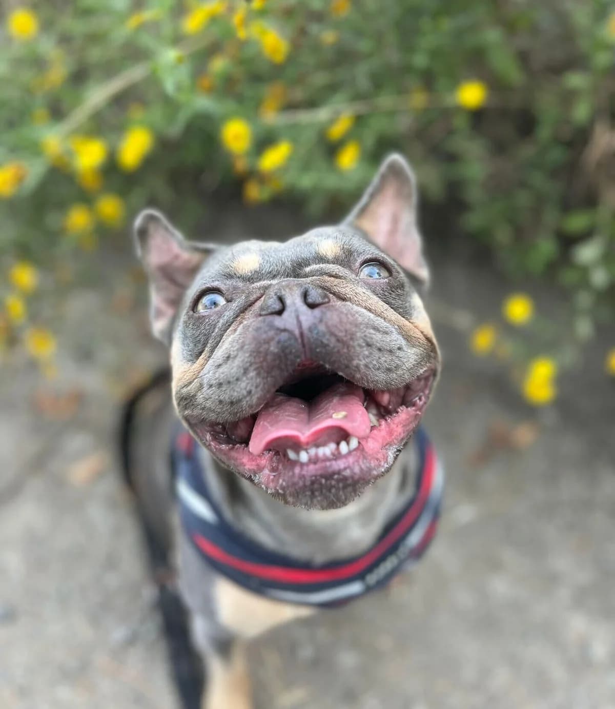Fiona,  (All Dogs Matter)