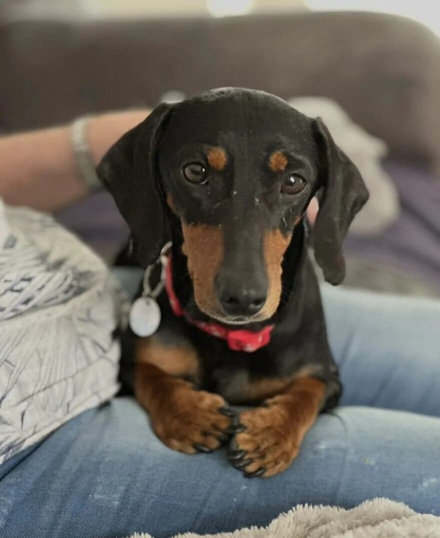 Flo, female 5yo Dachshund for adoption at All Dogs Matter, London