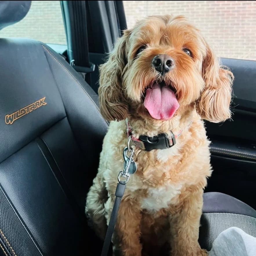 Frankie,  (All Dogs Matter)