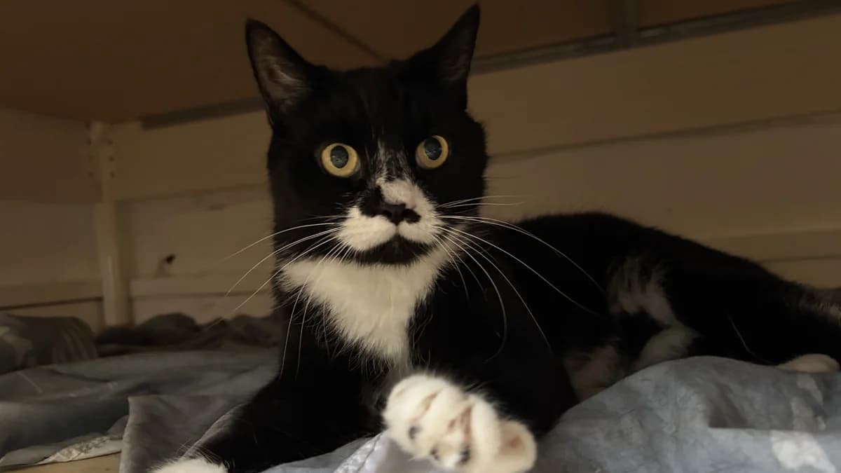 Frankie, unknown male Mixed Breed for adoption at Battersea Dogs & Cats Home, London