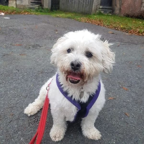 Fred, male 5yo Mixed Breed for adoption at Freshfields Animal Rescue, Liverpool