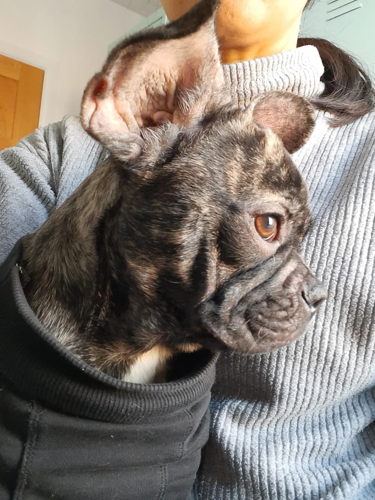 Frenchy,  (All Dogs Matter)