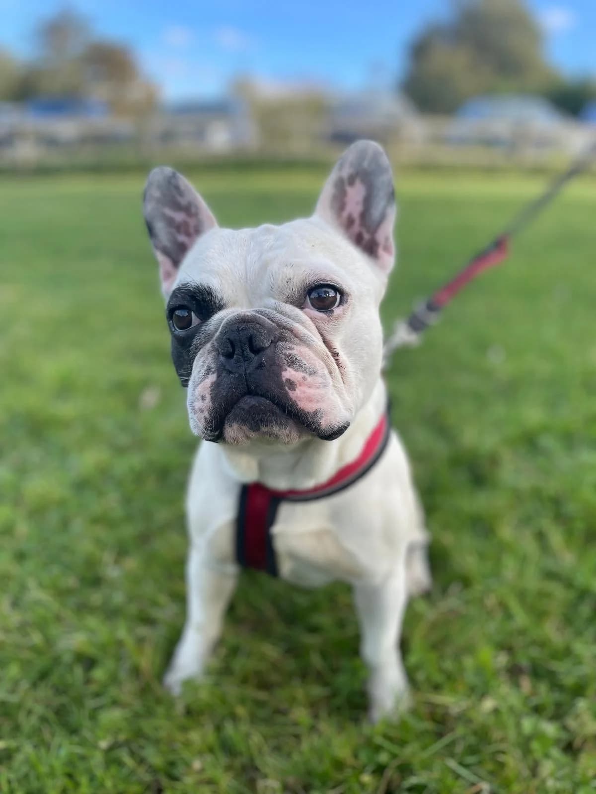 Gavin,  (All Dogs Matter)
