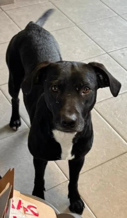 Cara & Kitty, female mixed breed for adoption at 7th Heaven Animal Rescue