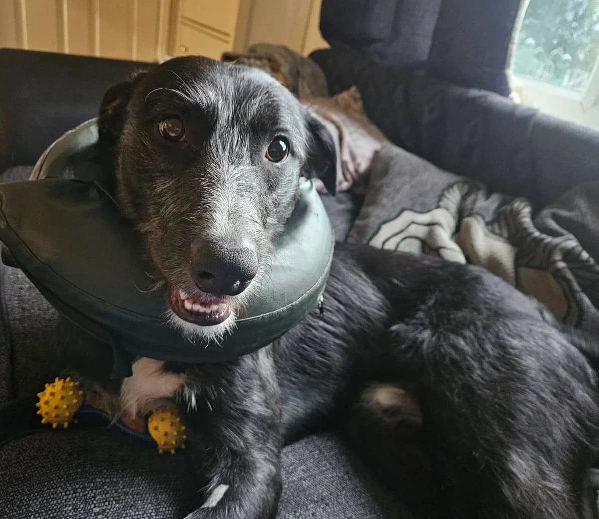 Leo, male puppy Lurcher for adoption at Aireworth Dogs In Need