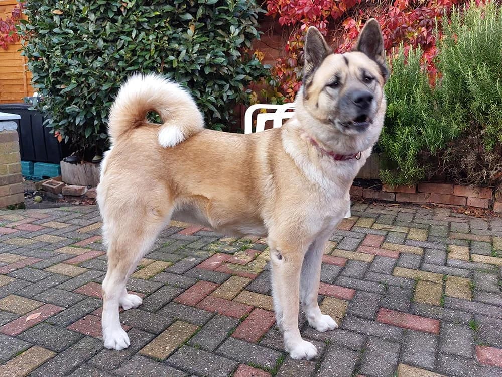 Akira,  puppy Akita for adoption at Akita Rescue & Welfare Trust UK