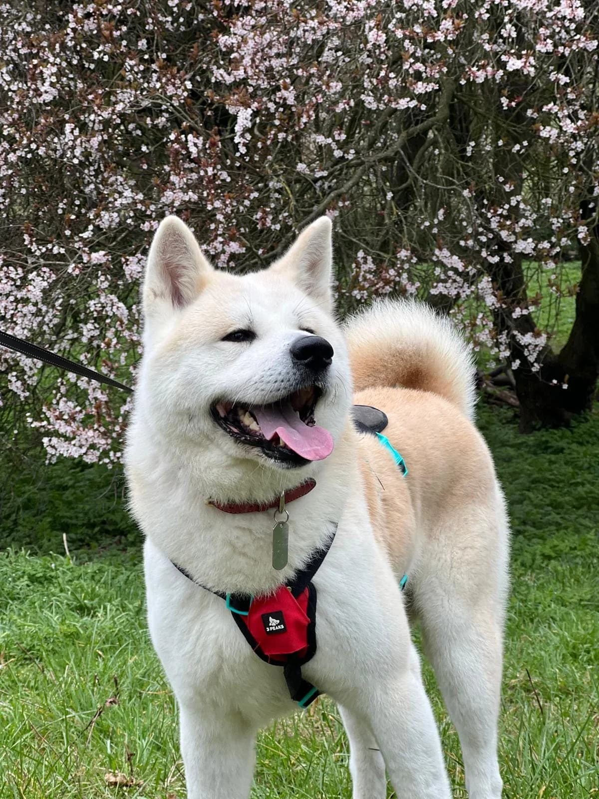 Hachi,  puppy Akita for adoption at Akita Rescue & Welfare Trust UK