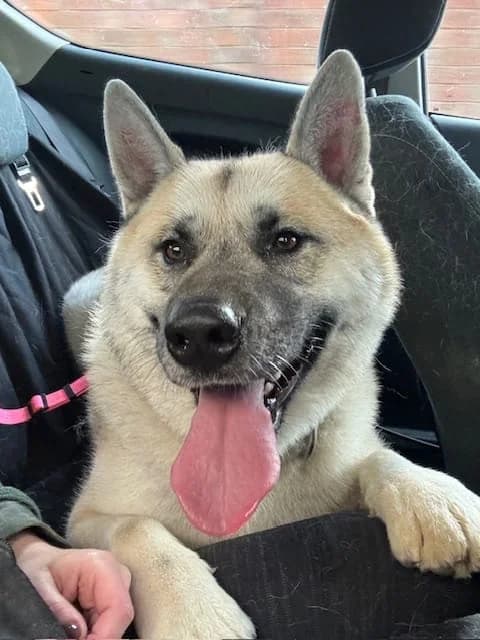 Nori,  Akita for adoption at Akita Rescue & Welfare Trust UK