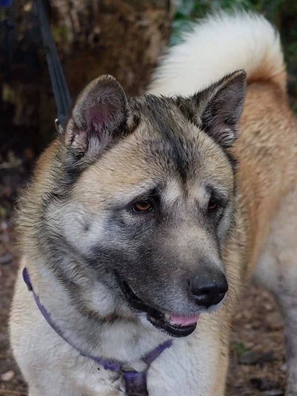 Luna (& Kenshi),  Akita for adoption at Akita Rescue & Welfare Trust UK