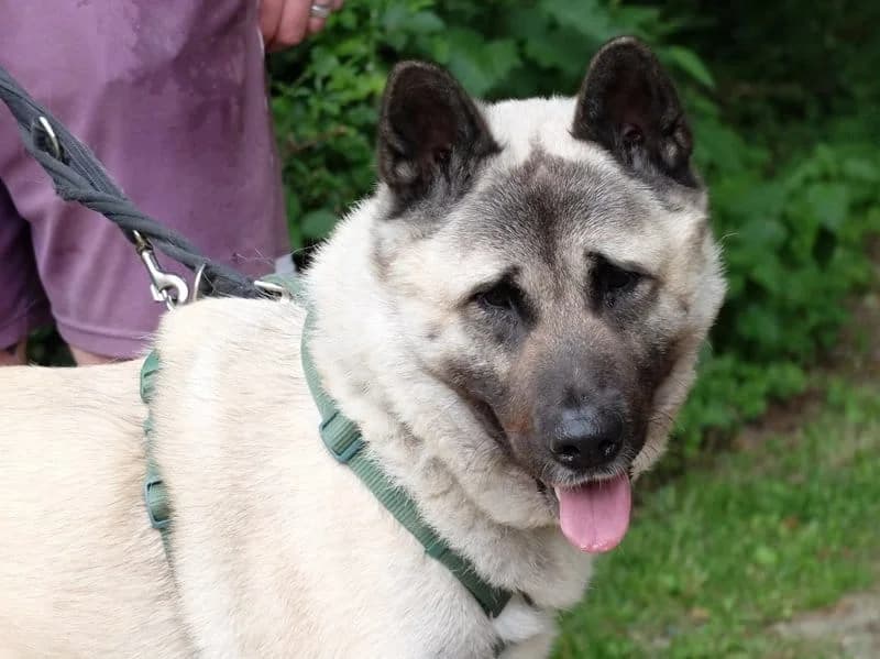 Kenshi (& Luna),  Akita for adoption at Akita Rescue & Welfare Trust UK