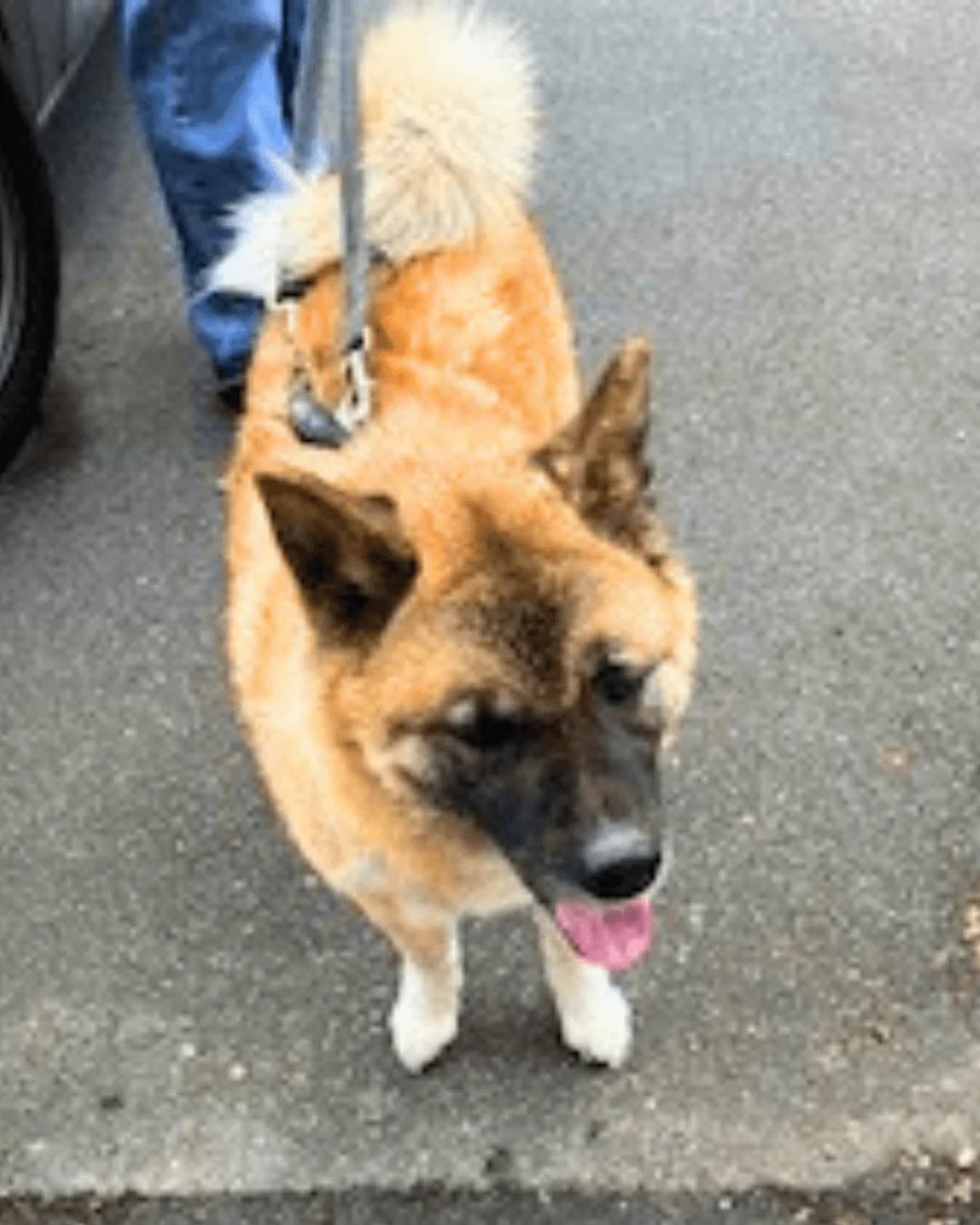 Rio,  7yo Akita for adoption at Akita Rescue & Welfare Trust UK