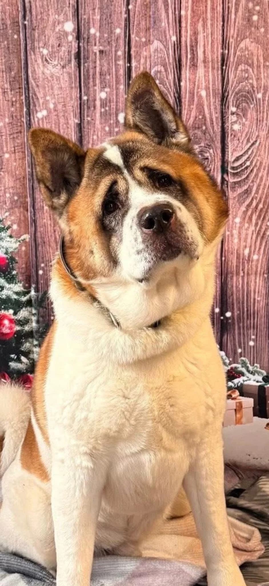 Bear (3),  6yo Akita for adoption at Akita Rescue & Welfare Trust UK