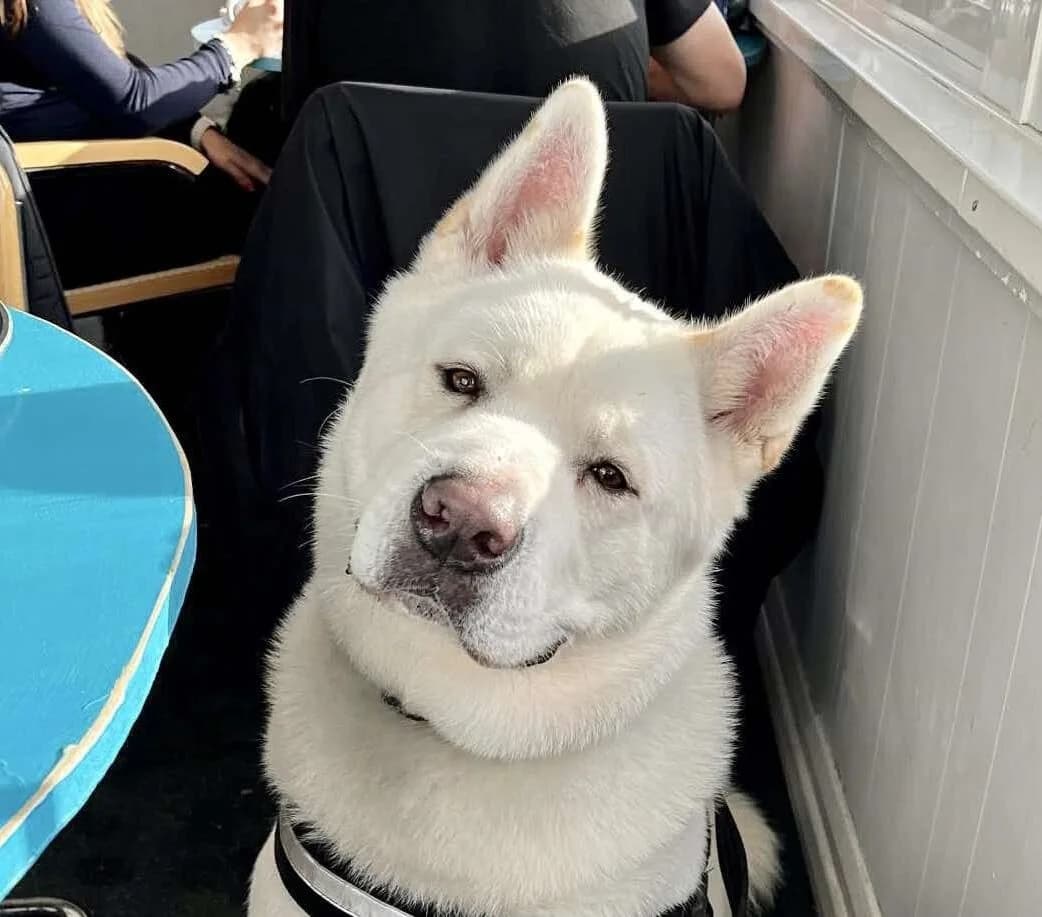 Ziggy,  5yo Akita for adoption at Akita Rescue & Welfare Trust UK