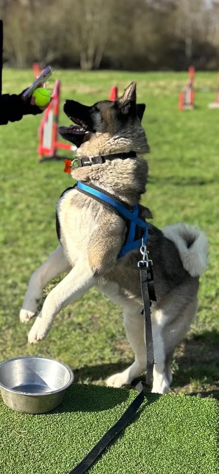 Rocky,  young Akita for adoption at Akita Rescue & Welfare Trust UK