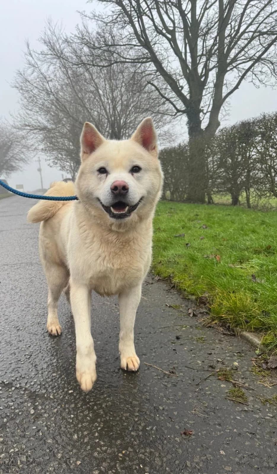 Schubert,  4yo Akita for adoption at Akita Rescue & Welfare Trust UK