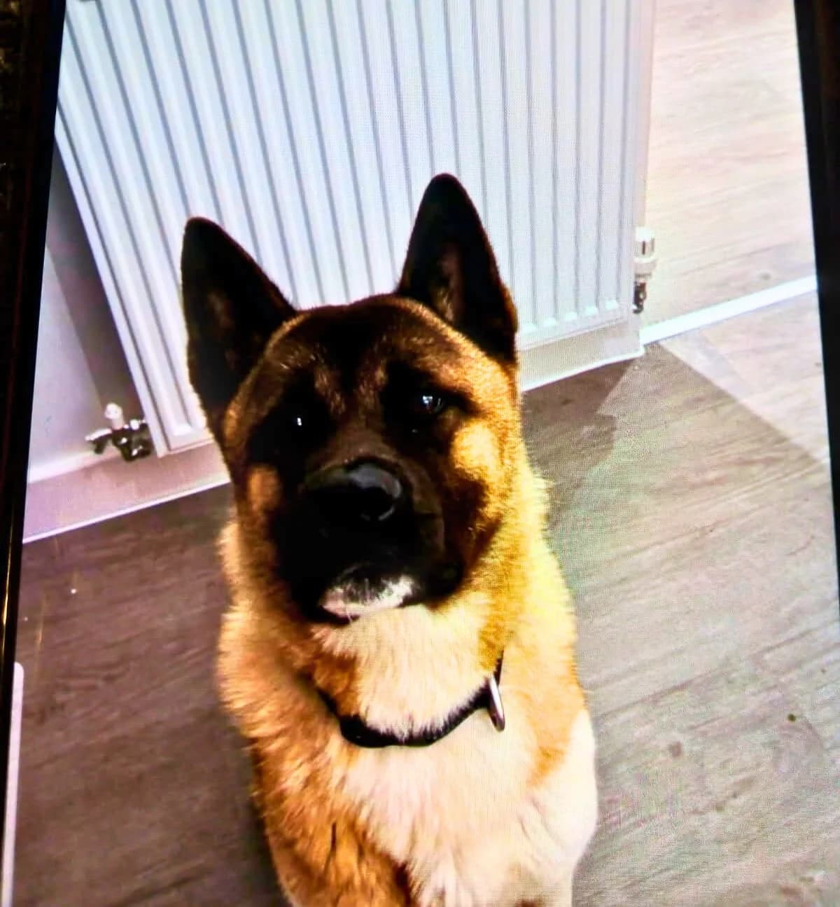 Zeus (1),  young Akita for adoption at Akita Rescue & Welfare Trust UK