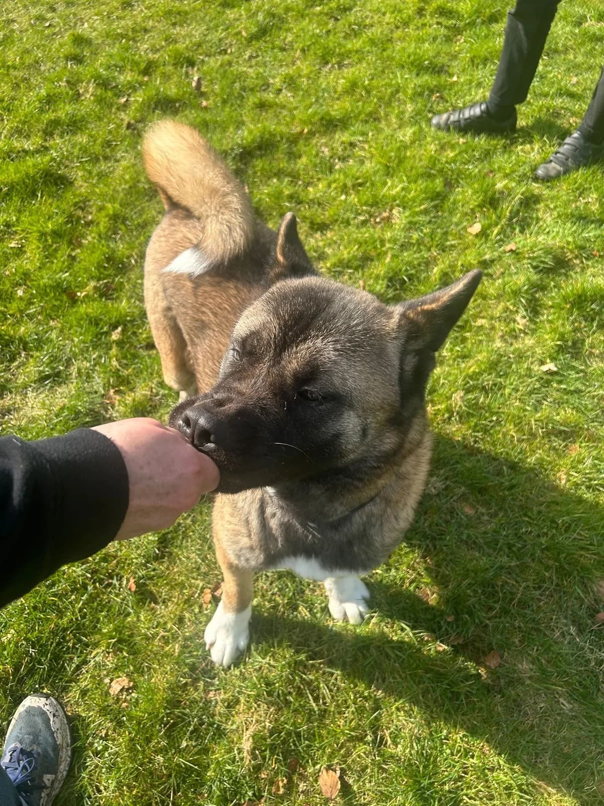 Keira,  3yo Akita for adoption at Akita Rescue & Welfare Trust UK