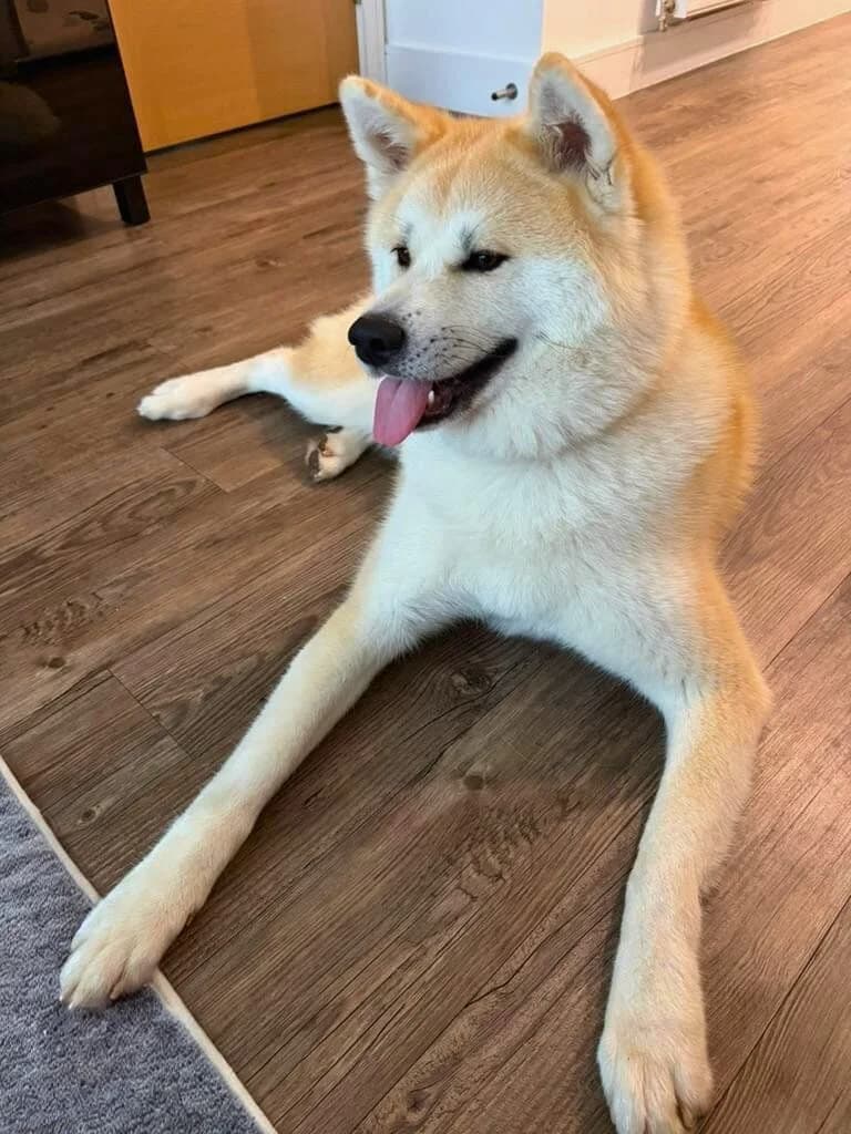 Jai – Ref JAI26,  3yo Akita for adoption at Akita Rescue & Welfare Trust UK