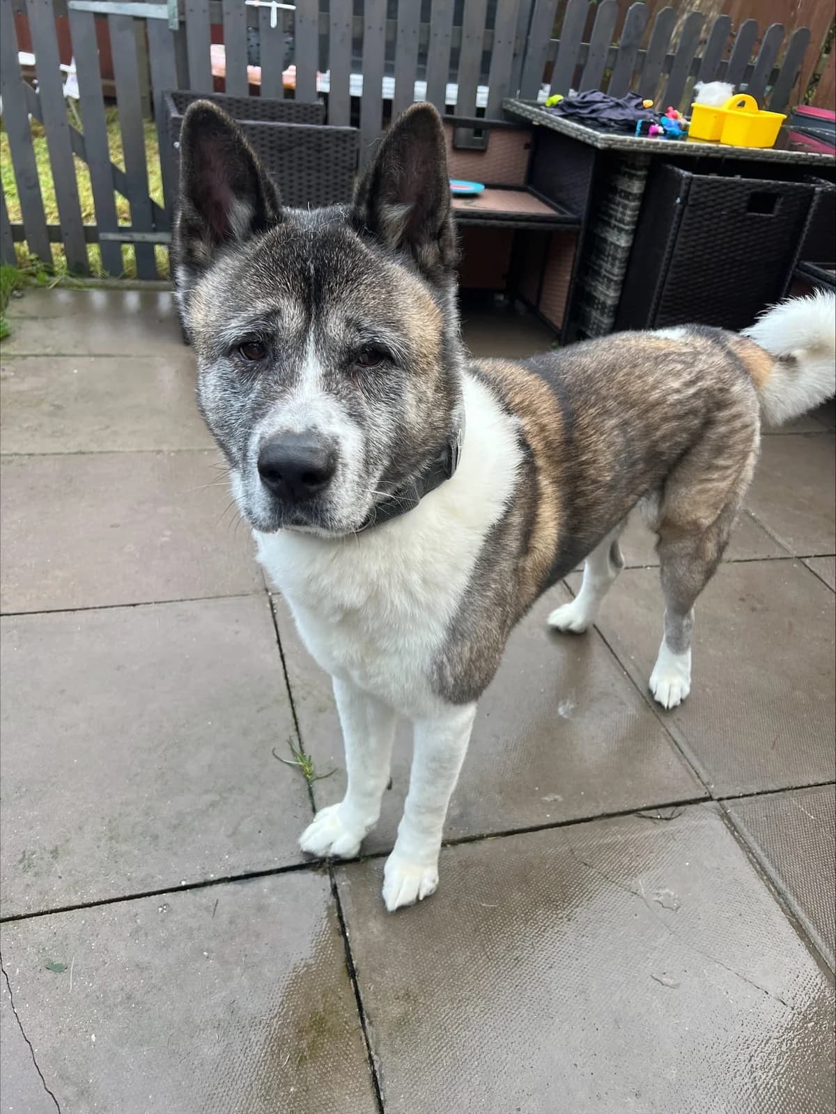 Paddy,  7yo Akita for adoption at Akita Rescue & Welfare Trust UK
