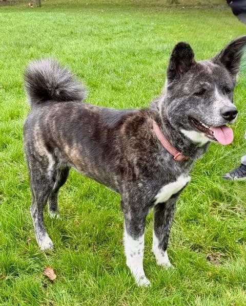 Negrita,  Akita for adoption at Akita Rescue & Welfare Trust UK