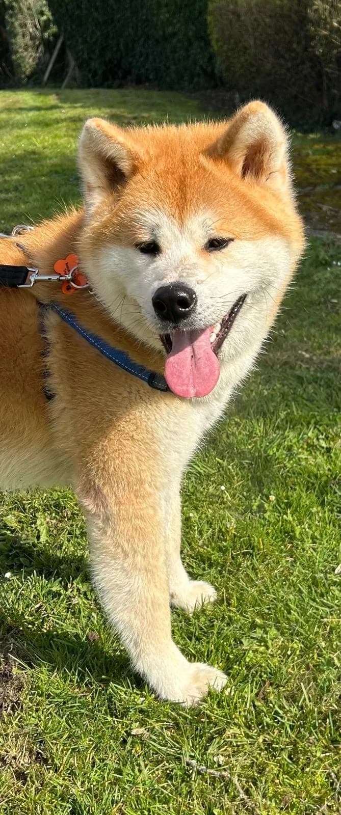 Kazu,  puppy Akita for adoption at Akita Rescue & Welfare Trust UK