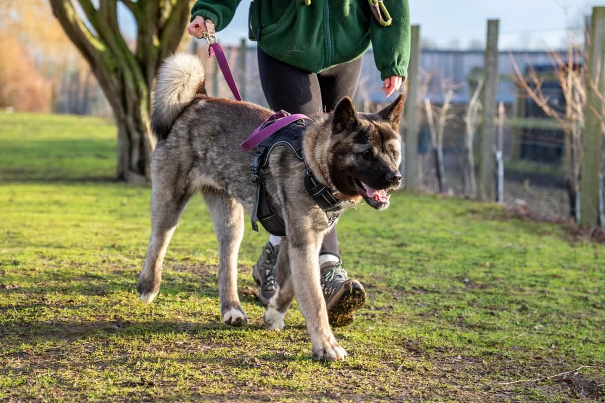 Star,  Akita for adoption at Akita Rescue & Welfare Trust UK