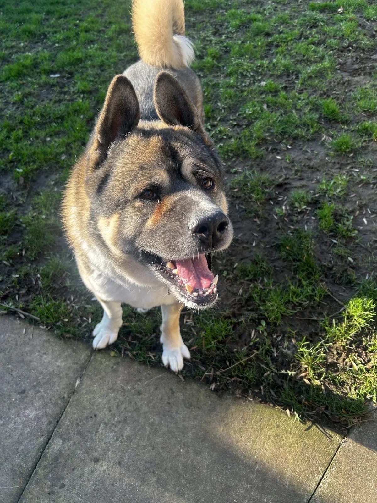 Bruce,  Akita for adoption at Akita Rescue & Welfare Trust UK