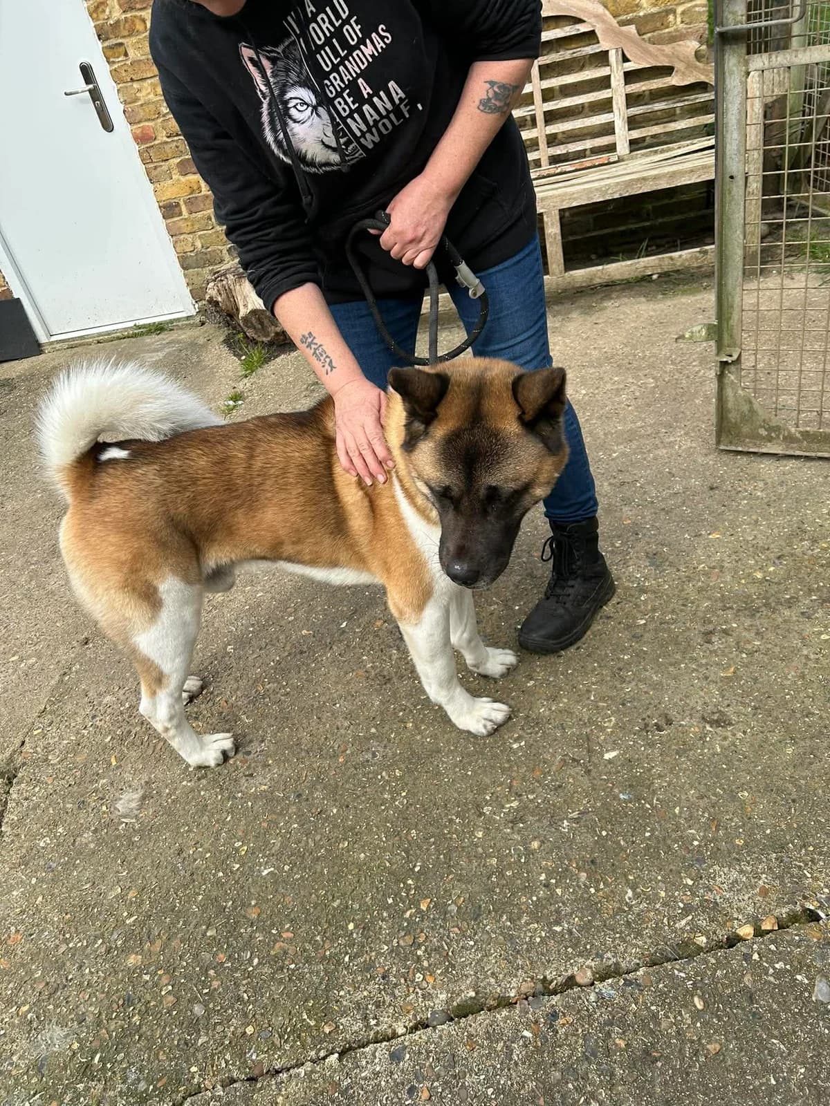 Kai – Reserved,  5yo Akita for adoption at Akita Rescue & Welfare Trust UK
