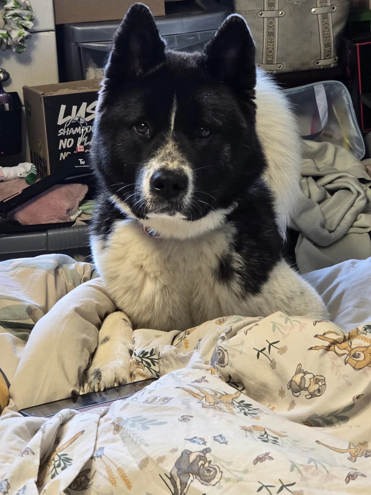 Athena,  Akita for adoption at Akita Rescue & Welfare Trust UK