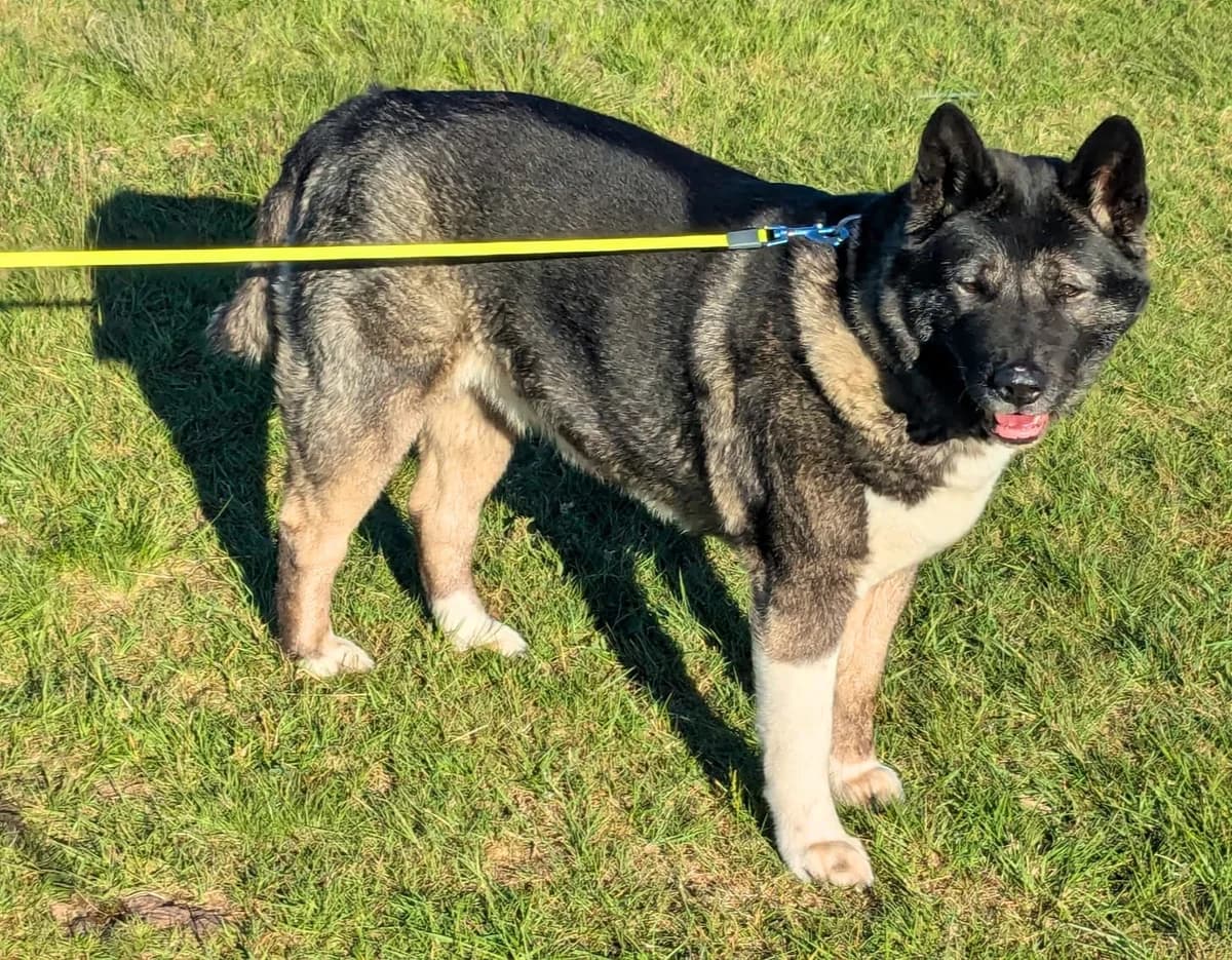 Smudge,  Akita for adoption at Akita Rescue & Welfare Trust UK