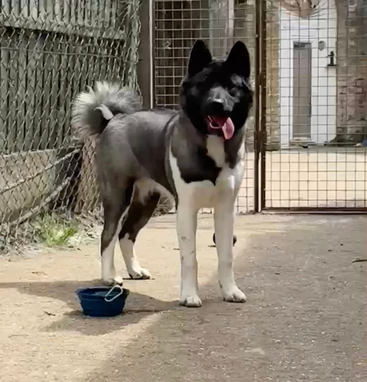 Keiko – Urgent Foster,  puppy Akita for adoption at Akita Rescue & Welfare Trust UK