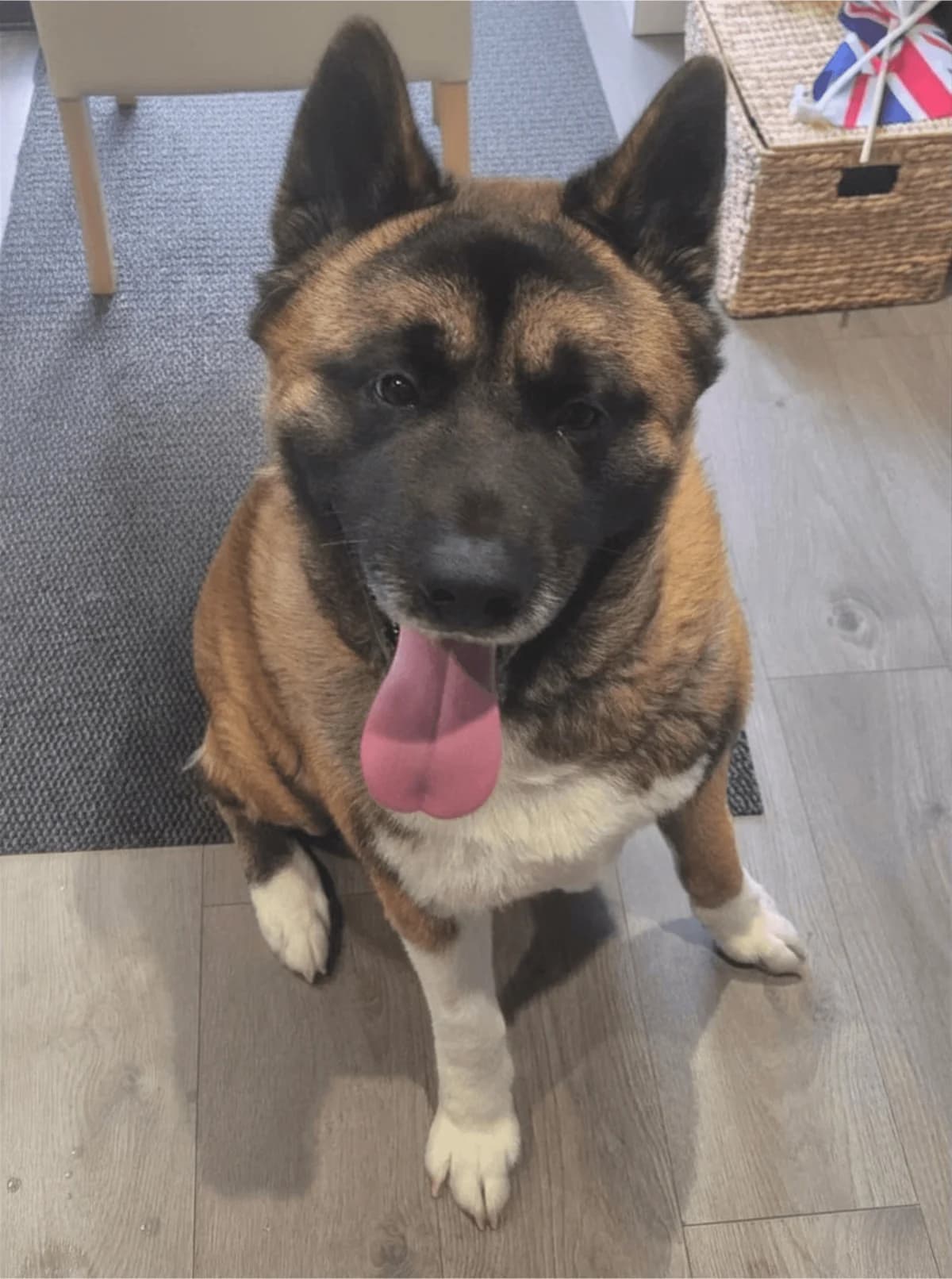 Mickey,  3yo Akita for adoption at Akita Rescue & Welfare Trust UK