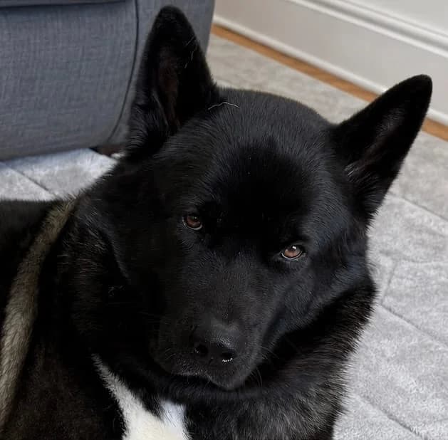 Kenzo,  3yo Akita for adoption at Akita Rescue & Welfare Trust UK