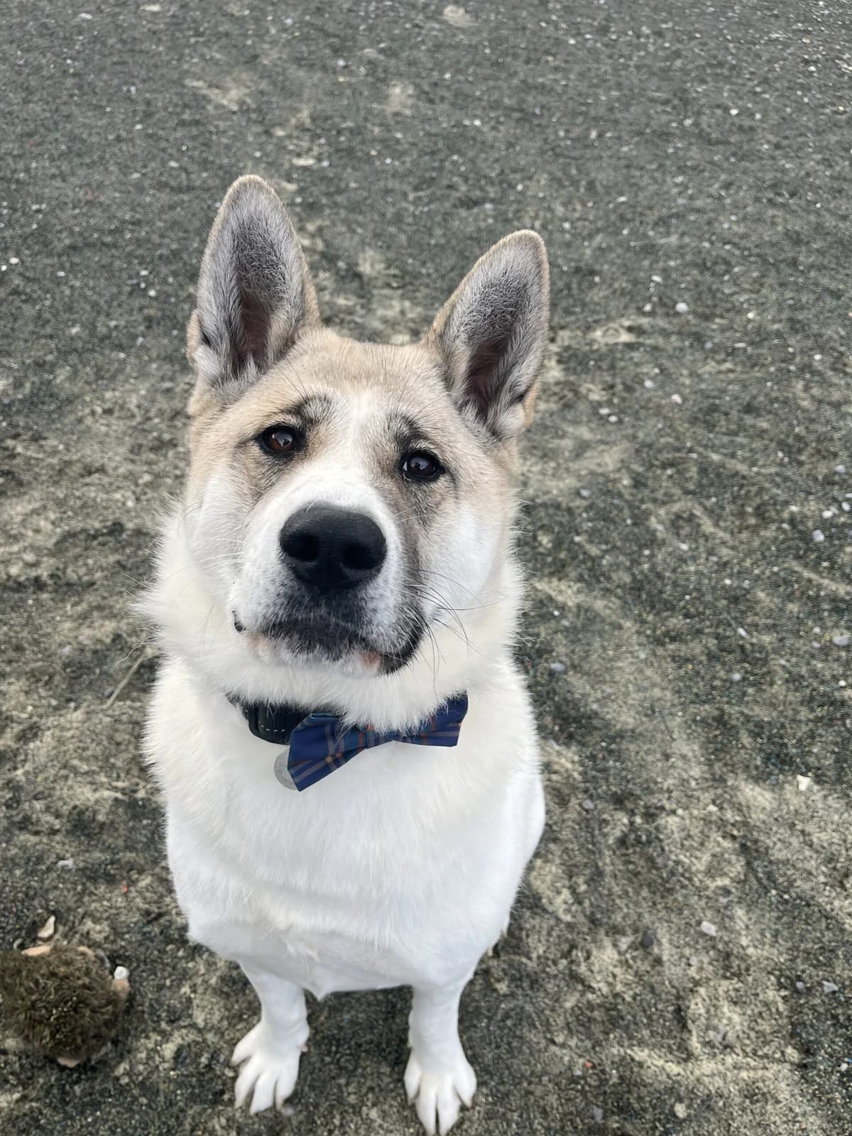 Laika,  young Akita for adoption at Akita Rescue & Welfare Trust UK