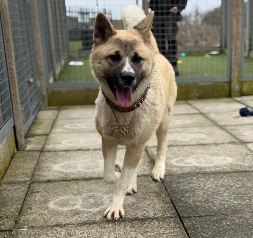 Yuki,  young Akita for adoption at Akita Rescue & Welfare Trust UK