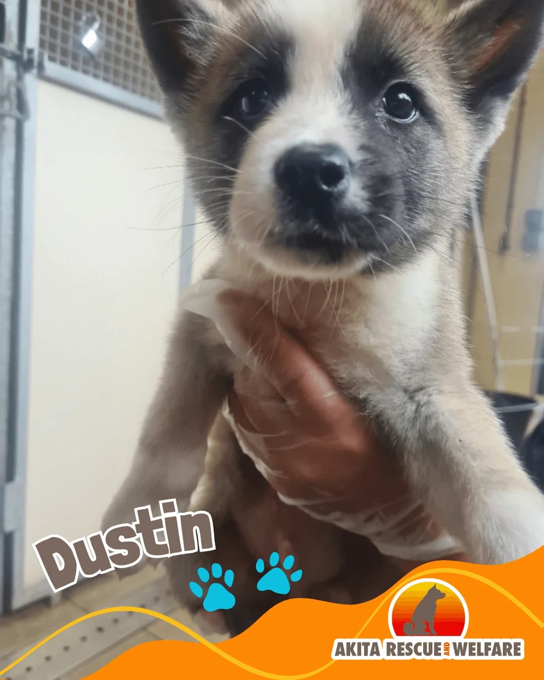 Puppies,  puppy Akita for adoption at Akita Rescue & Welfare Trust UK