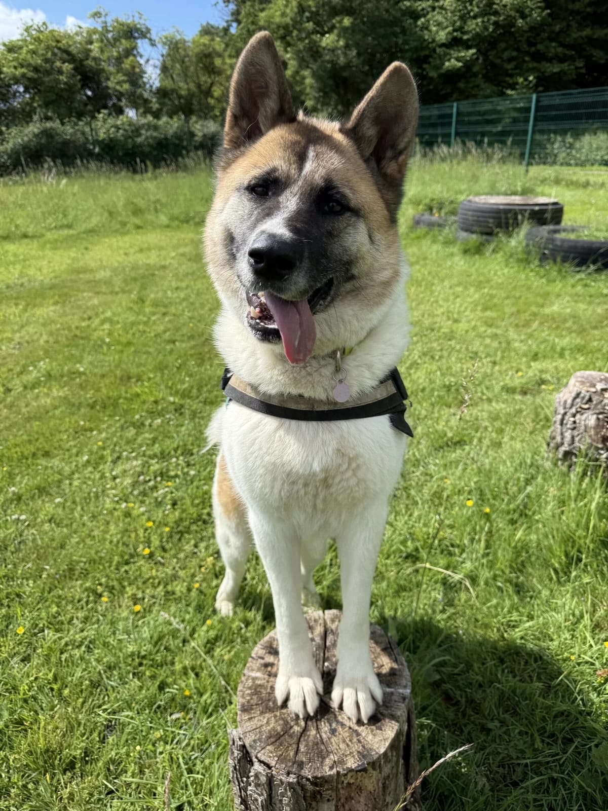 Mia,  5yo Akita for adoption at Akita Rescue & Welfare Trust UK