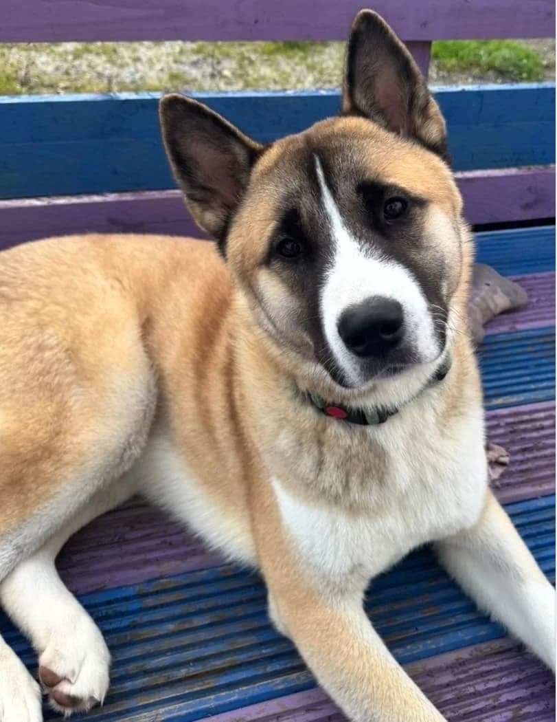 Rocco, Akita (Akita Rescue & Welfare Trust UK)