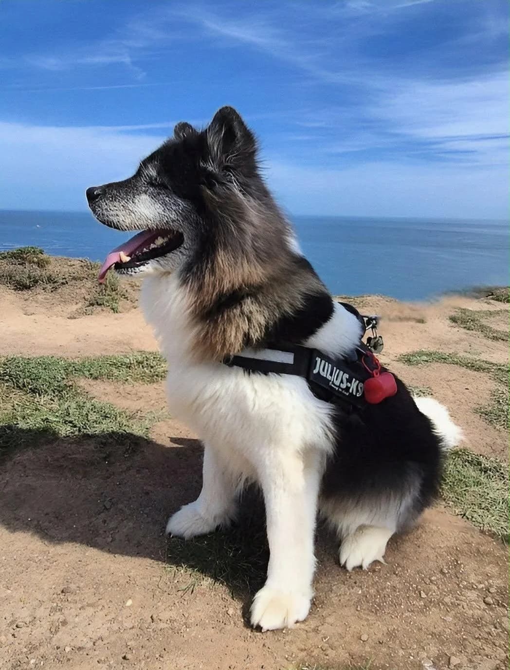 Hally,  Akita for adoption at Akita Rescue & Welfare Trust UK