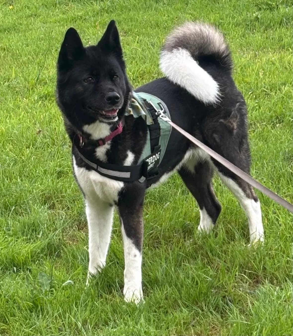 Sheeba,  senior Akita for adoption at Akita Rescue & Welfare Trust UK