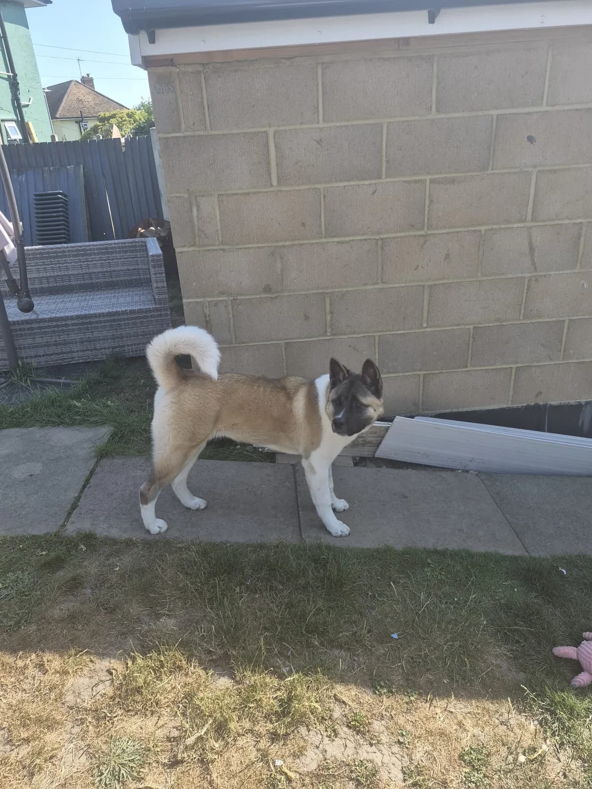 Skyla,  Akita for adoption at Akita Rescue & Welfare Trust UK