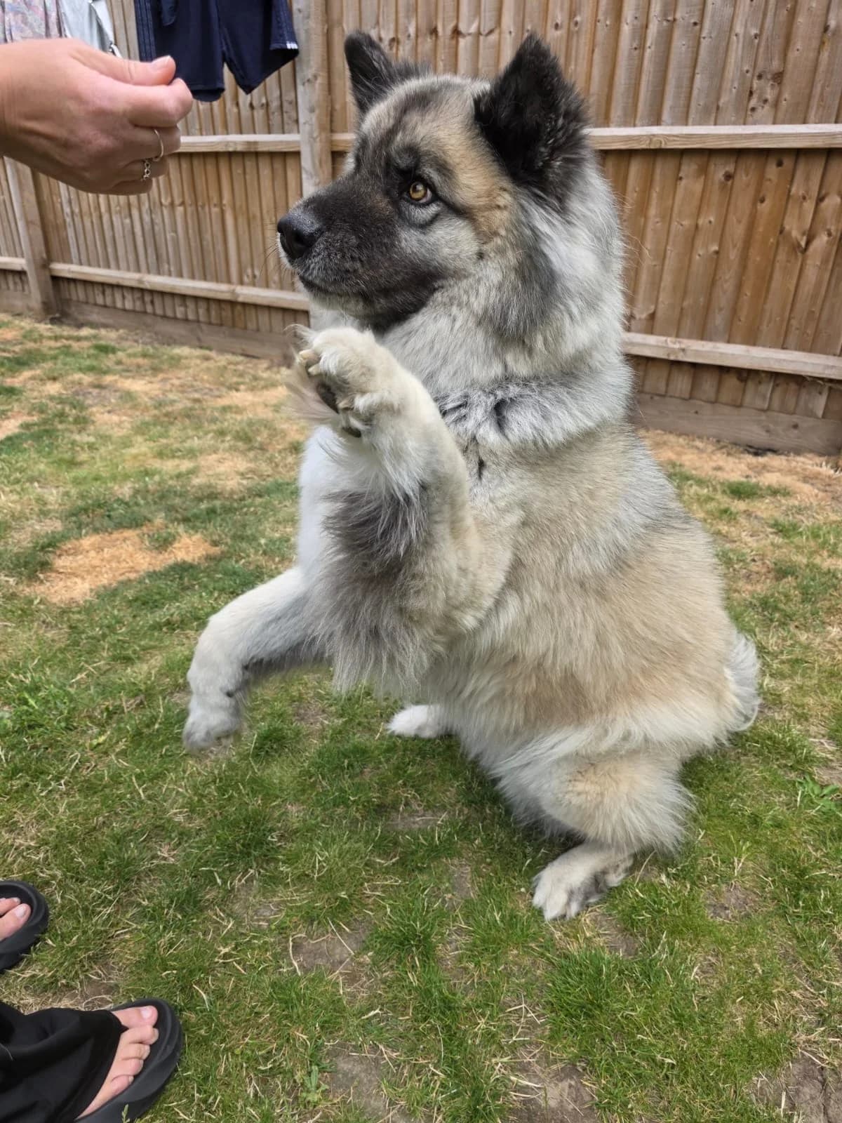 Midnight,  Akita for adoption at Akita Rescue & Welfare Trust UK