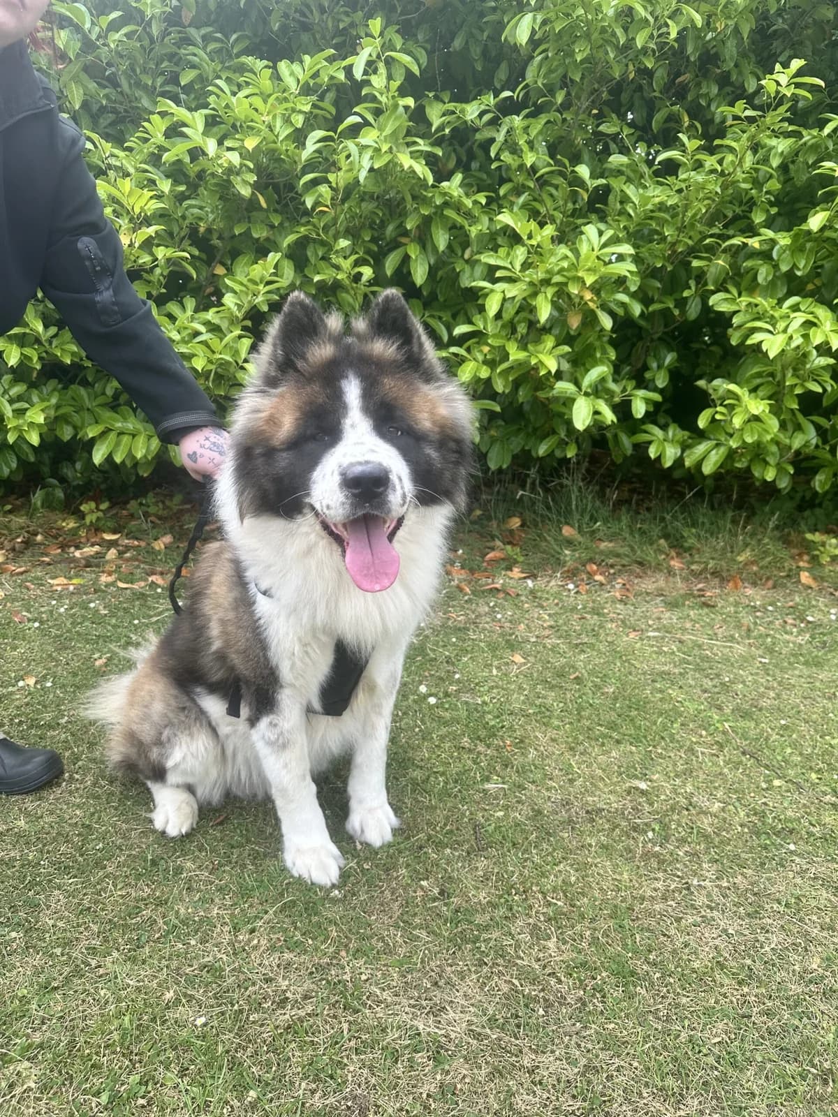 Bear,  Akita for adoption at Akita Rescue & Welfare Trust UK