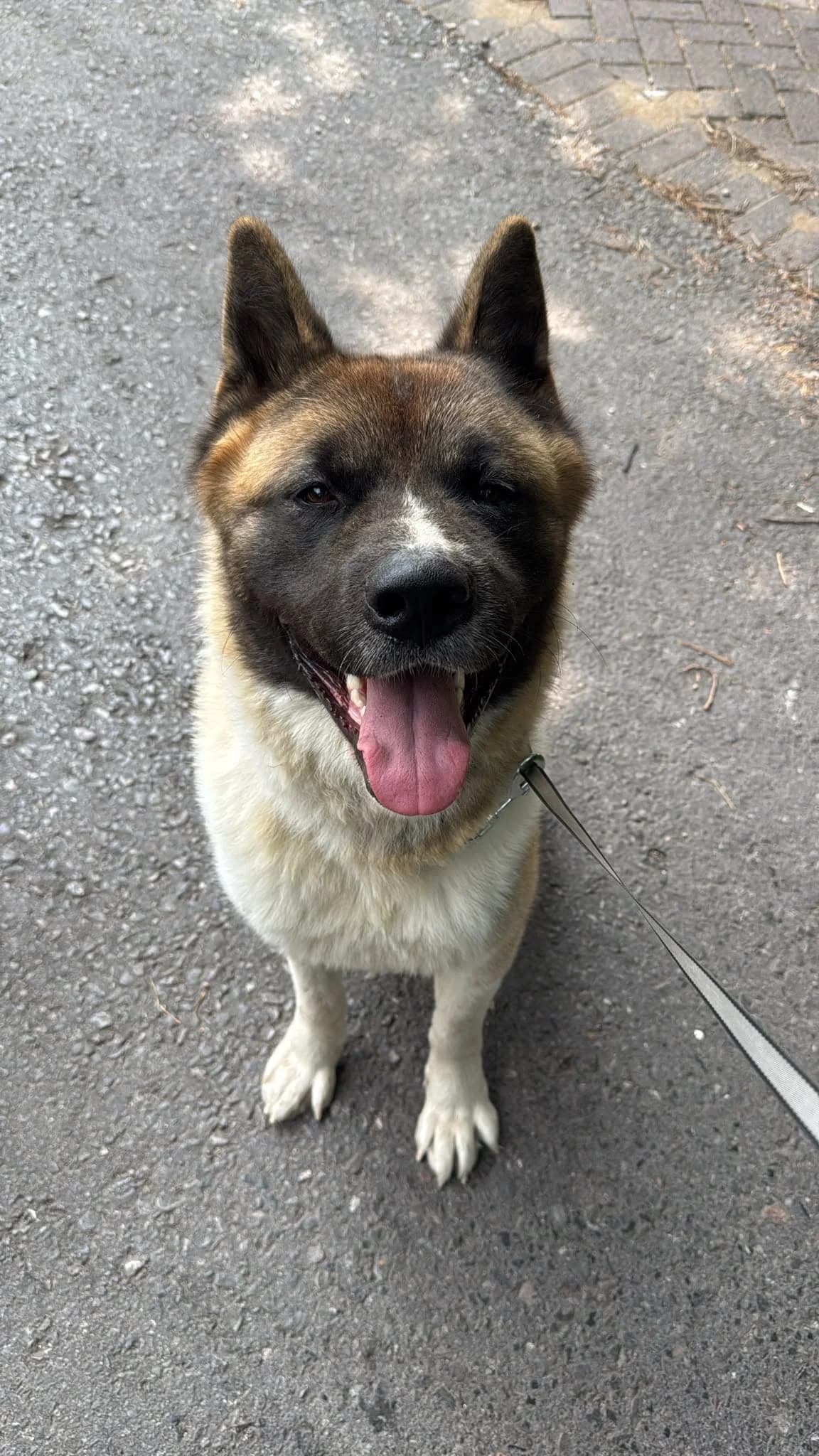 Nyx (Under Assessment), young Akita for adoption at Akita Rescue & Welfare Trust UK