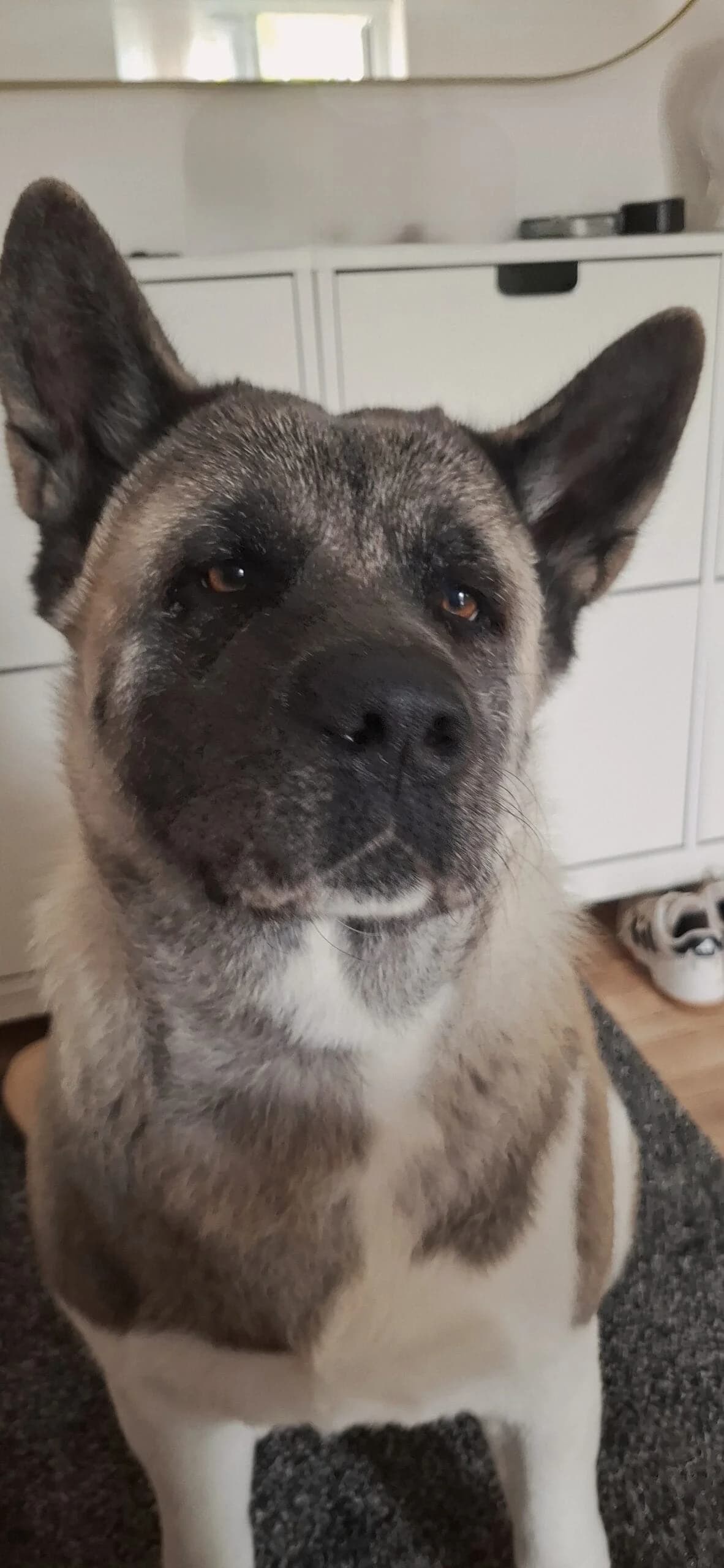 Mia (2),  6yo Akita for adoption at Akita Rescue & Welfare Trust UK